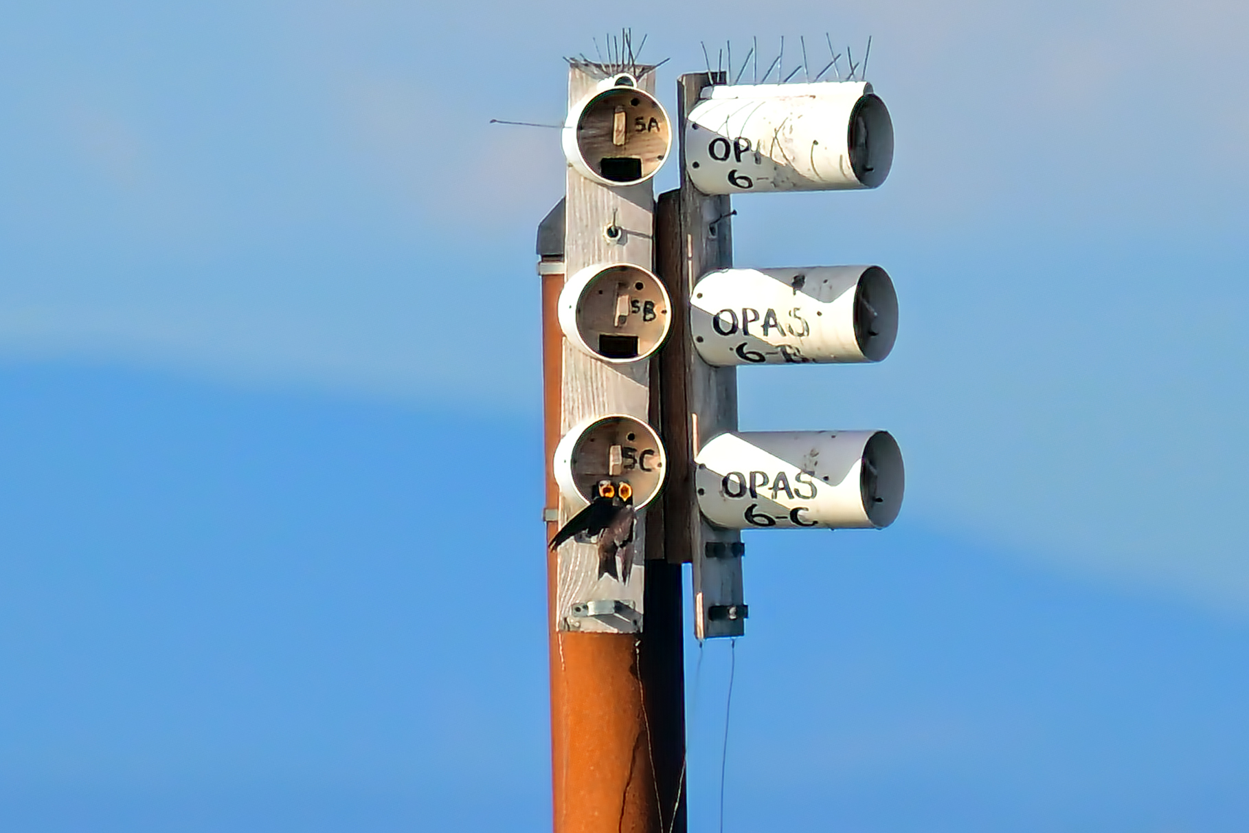OPAS 5C